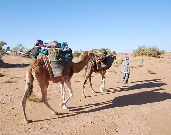 guide chamelier au desert